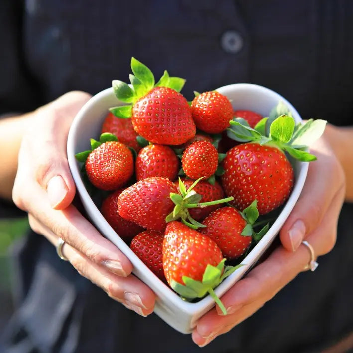 Fraises fraiches vendues par JM Monterroir