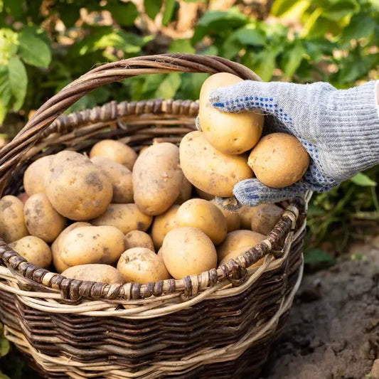 Pommes de terres vapeurs blanches fraiches vendues par JM Monterroir