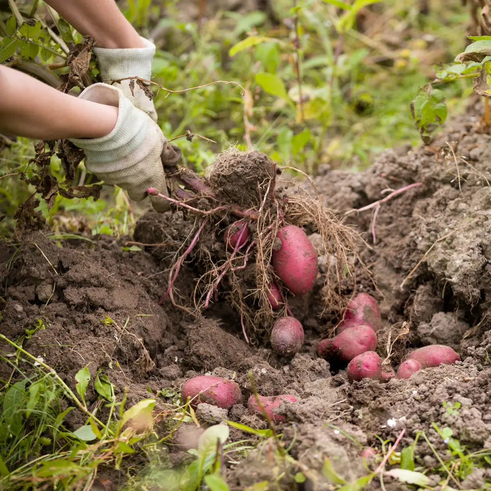 Pommes de terres vapeurs rouges fraiches vendues par JM Monterroir
