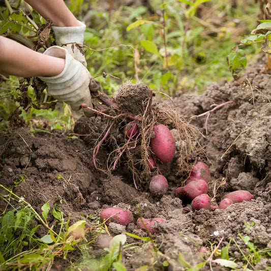 Pommes de terres vapeurs rouges fraiches vendues par JM Monterroir