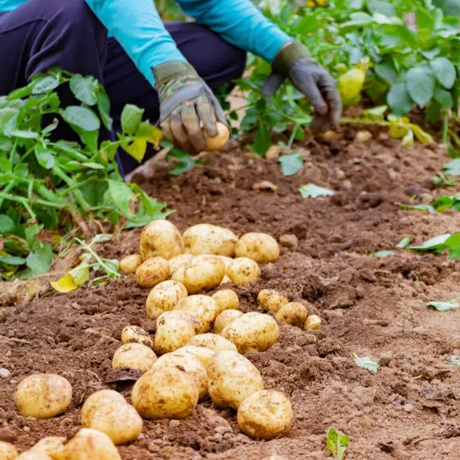 Pommes de terres fraiches spéciales frites vendues par JM Monterroir