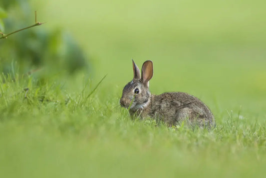 Le lapin Monpazierois