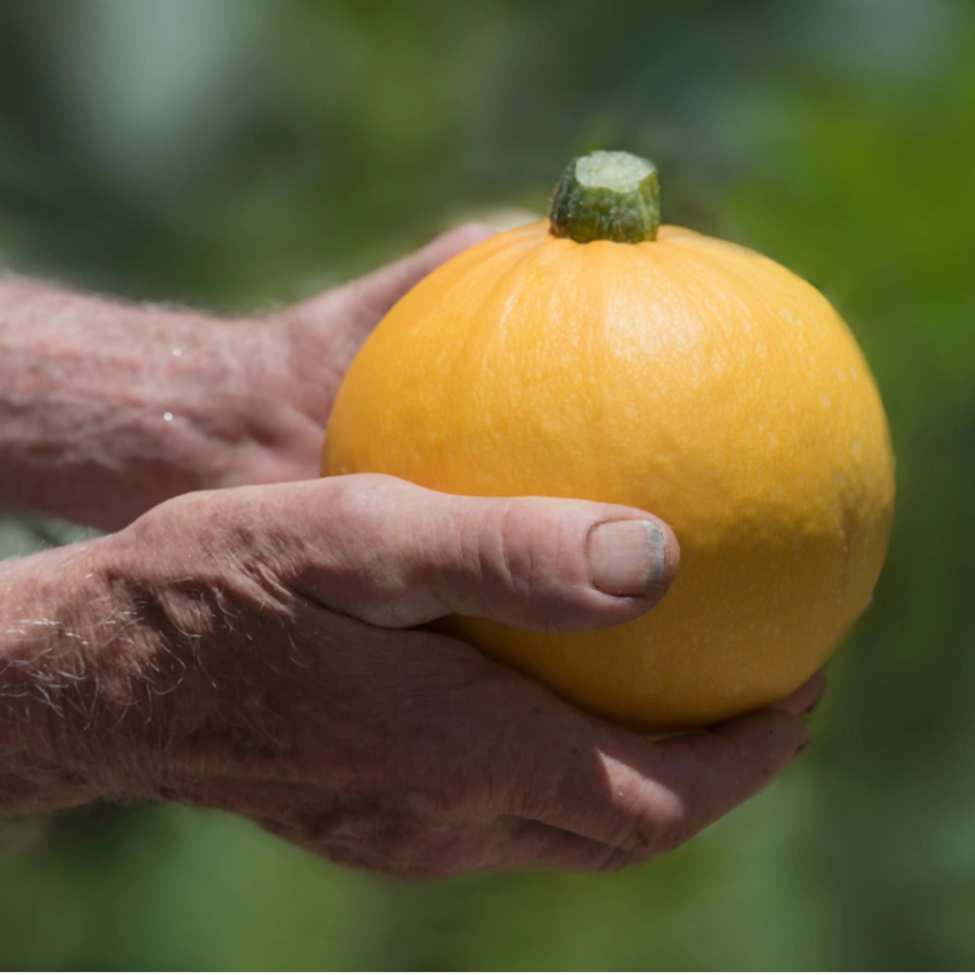 Courgette Luneor vendu par Jm Monterroir