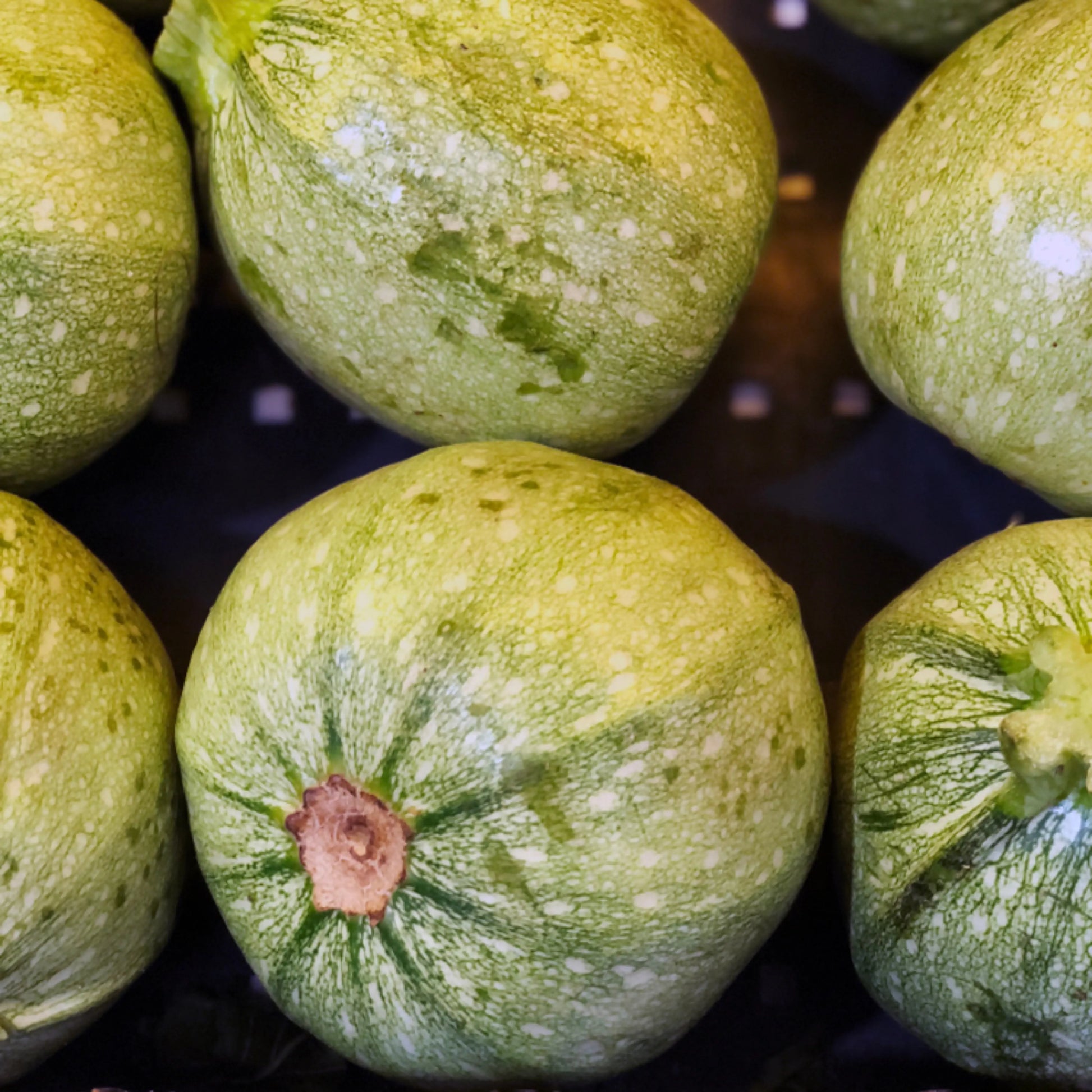 Courgette Ronde de Nice vendues par Jm Monterroir