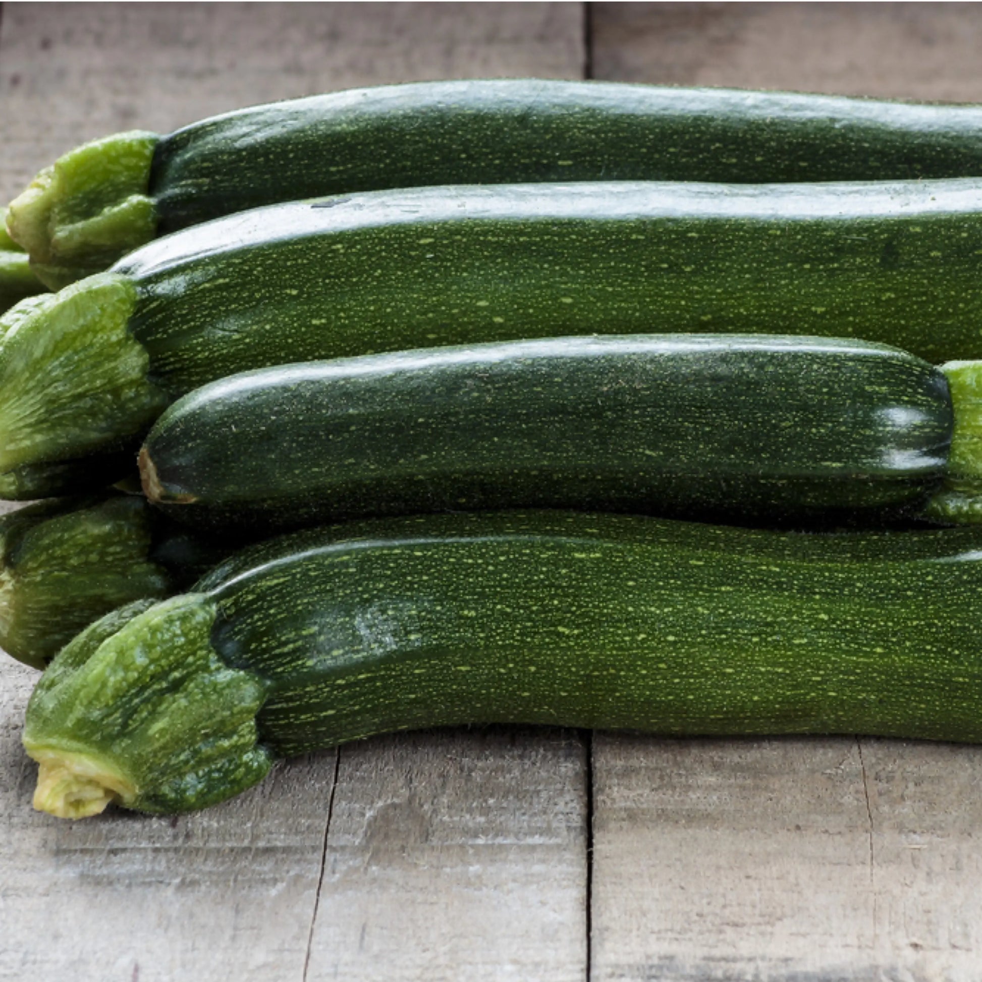 Courgette allongée verte - Tempra vendu par Jm Monterroir