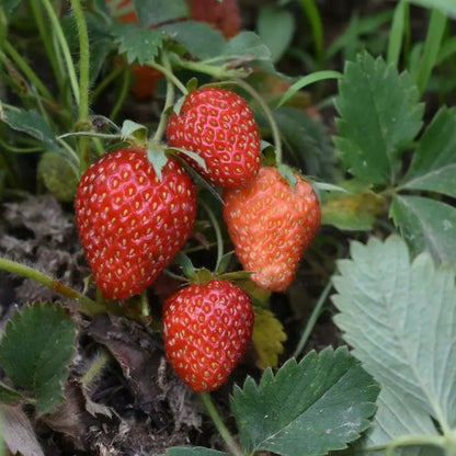 Fraises fraiches vendues par JM Monterroir