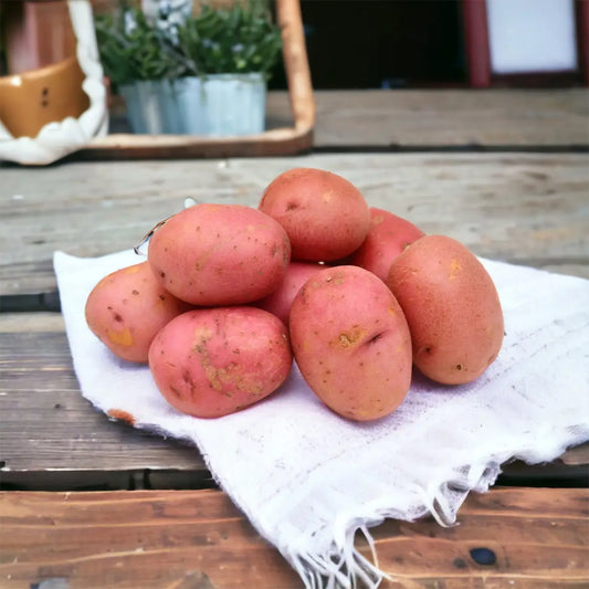 Pommes de terres vapeurs rouges fraiches vendues par JM Monterroir