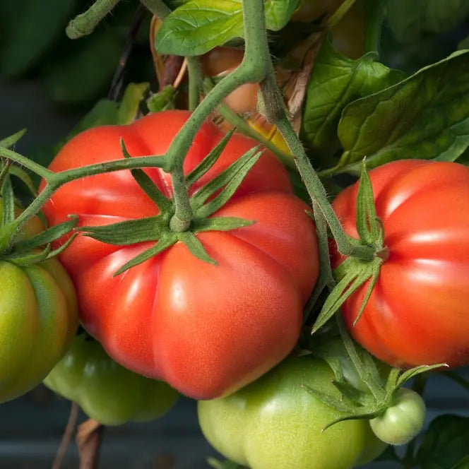 Tomates Reine des hatives vendues par jm Monterroir