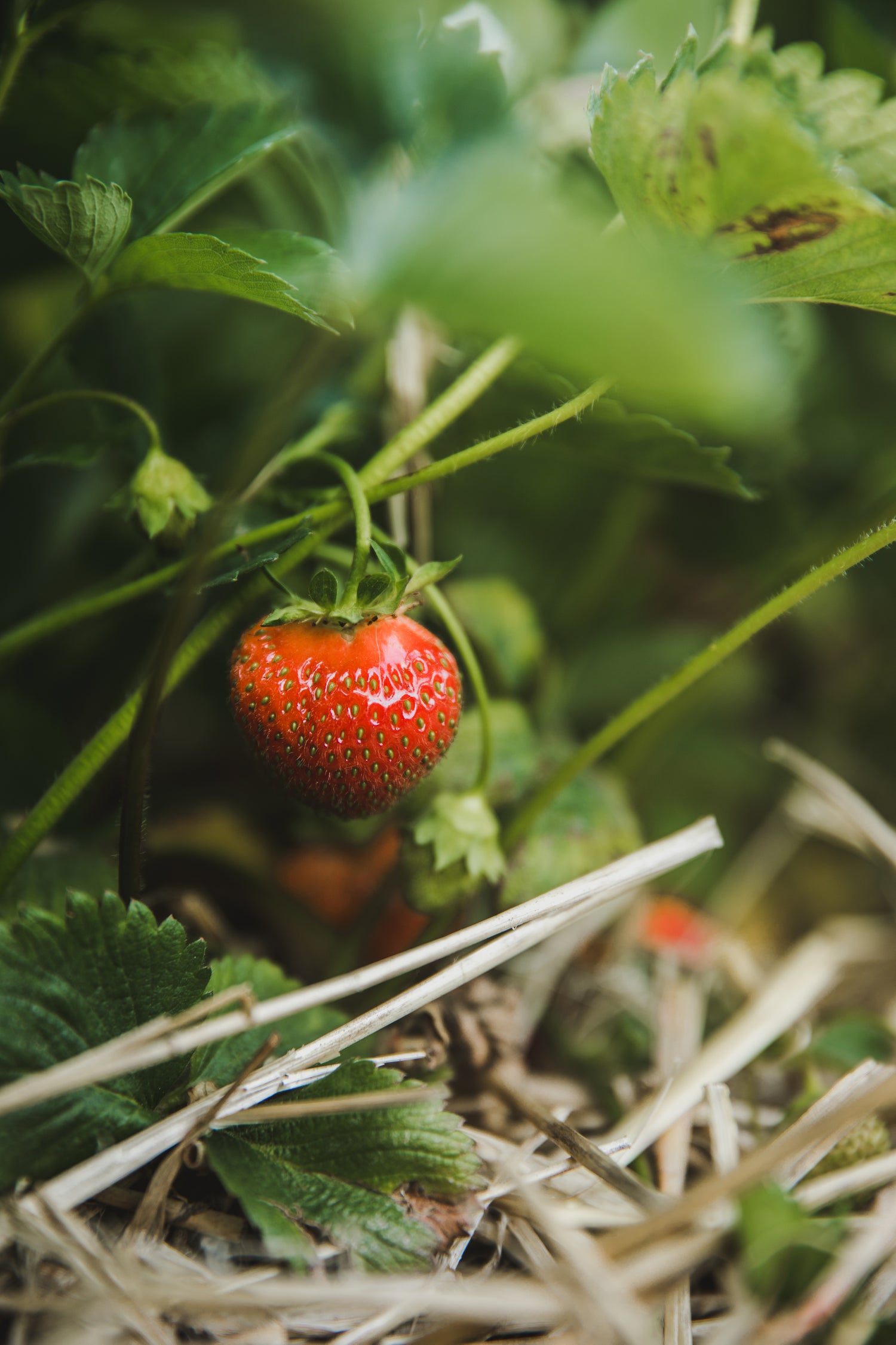 hidden-strawberry